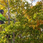 Leo-Zuniga-TreeServices-image2