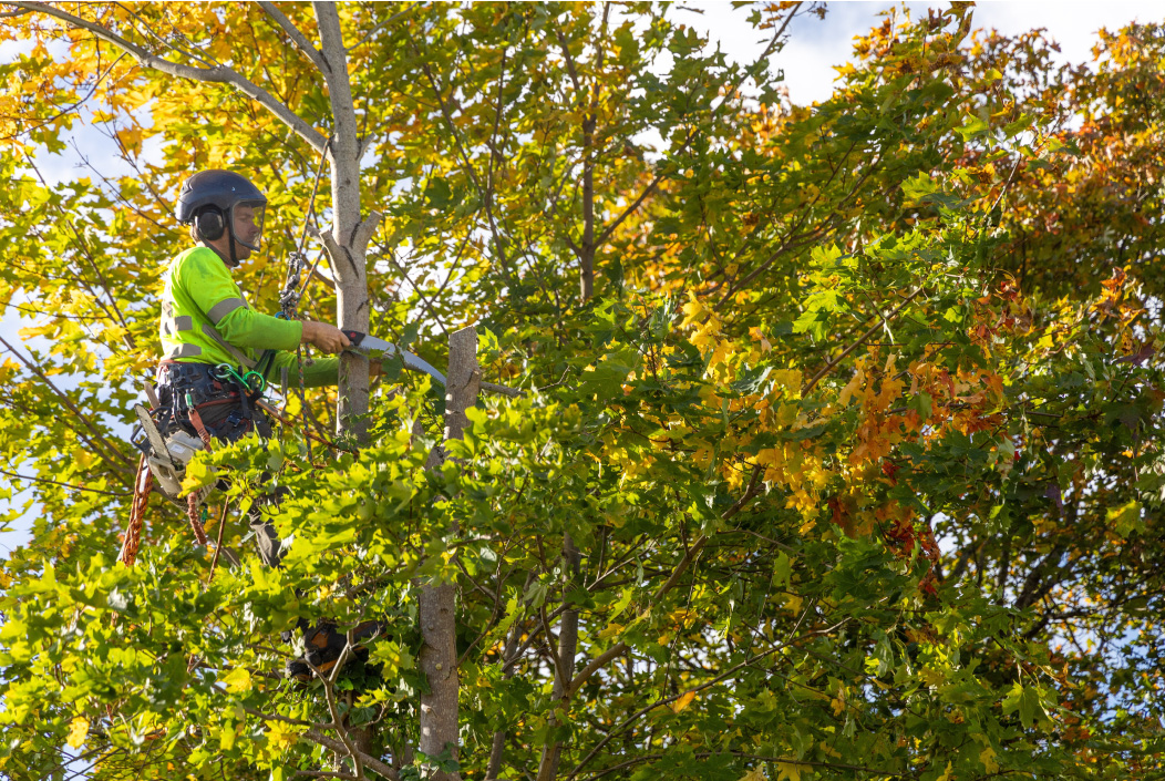 Leo-Zuniga-TreeServices-image2