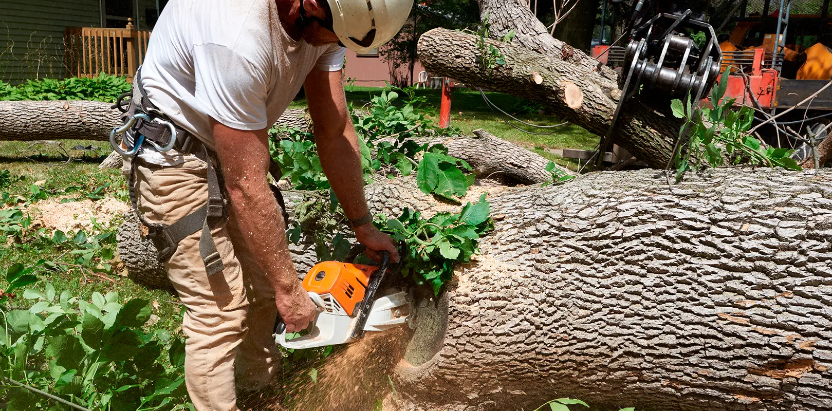 tree service